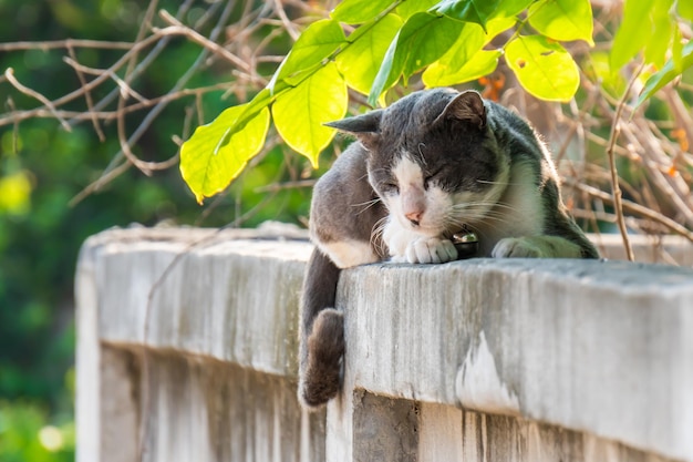 Gato bonito dorme na parede com um sino pendurado no pescoço.