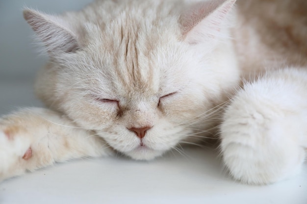 Gato bonito dormindo durante o dia