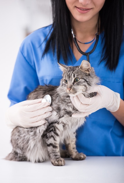 Gato bonito durante o exame por um veterinário.