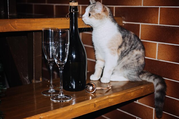 Gato bonito e curioso cheira champanhe e copos prontos para festa de aniversário ou festa de ano novo