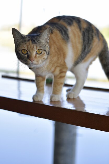 Gato bonito em pé na varanda