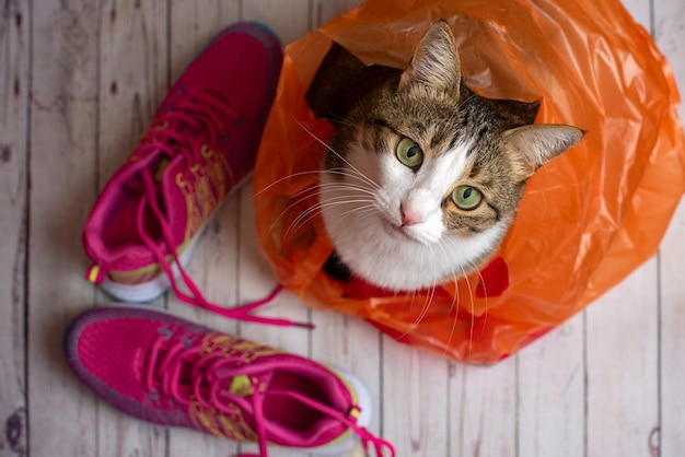 Gato bonito em uma sacola plástica com sapatos esportivos rosa vista superior