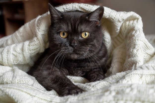 Gato bonito embrulhado em manta de malha quente