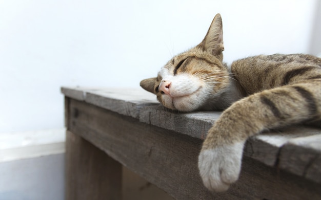 Gato bonito está dormindo na mesa de madeira.