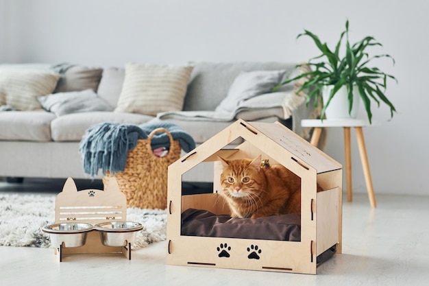 Gato bonito está no estande de animais dentro de casa na moderna sala doméstica