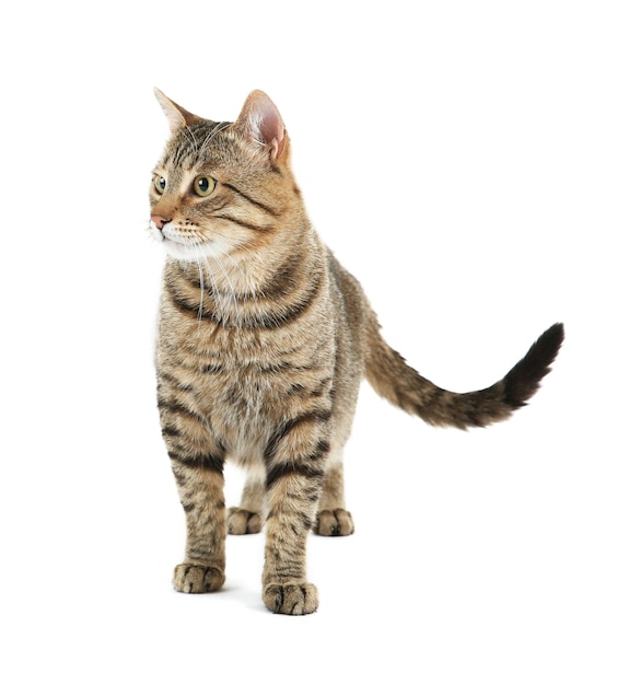 gato bonito isolado no branco