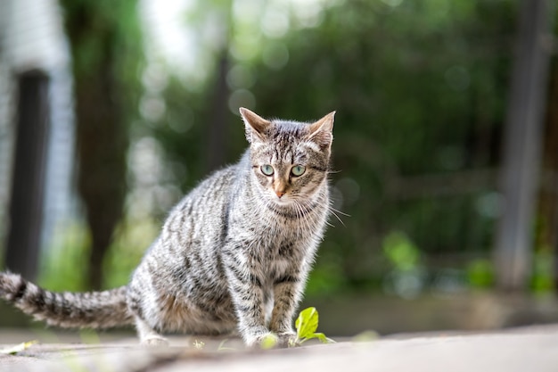 Gato bonito listrado cinza sentado ao ar livre na rua de verão.