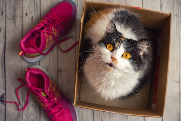 Gato bonito na caixa com sapatos esporte rosa. Vista do topo.