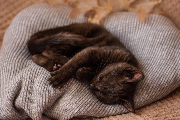 Gato bonito na camisola de lã macia no sofá Gatos descansam depois de comer em casa na cama macia Gato doméstico feliz dorme docemente na cama de malha