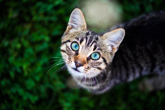 Gato bonito na grama verde