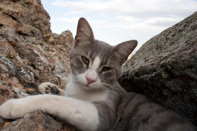 Gato bonito na rocha