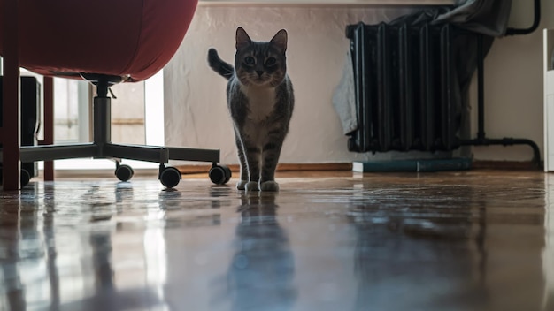 Gato bonito olha com curiosidade em pé no piso de parquet no apartamento entre os móveis