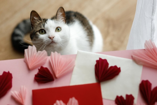 Gato bonito olhando para corações vermelhos e rosa na mesa de madeira Preparativos para o feriado dos namorados com adorável ajudante de gatinho Feliz dia dos namorados Conceito de animal de estimação e amor