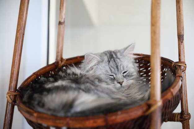 Gato bonito olhando para relaxar