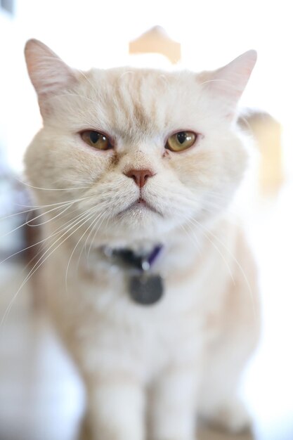 Gato bonito olhando para relaxar