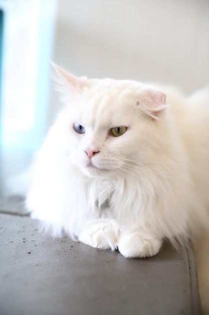 Gato bonito olhando para relaxar