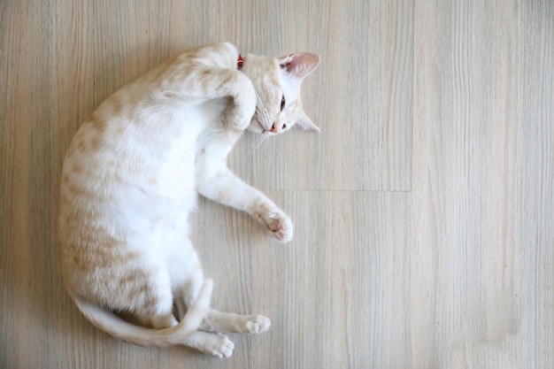 Foto gato bonito olhando para relaxar