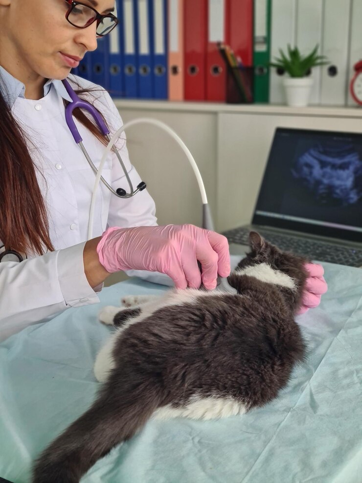 Foto gato bonito passa por ultrassom em clínica veterinária