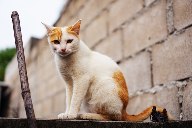 Gato bonito retrato olhando e sentado na parede de tijolo