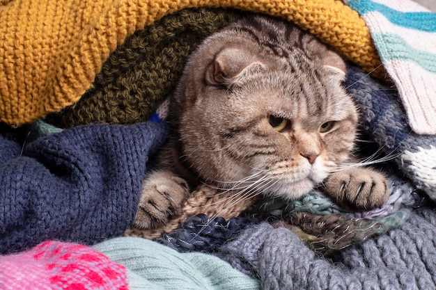 Gato bonito Scottish Fold embrulhou-se em uma pilha de roupas de lã macias e quentes