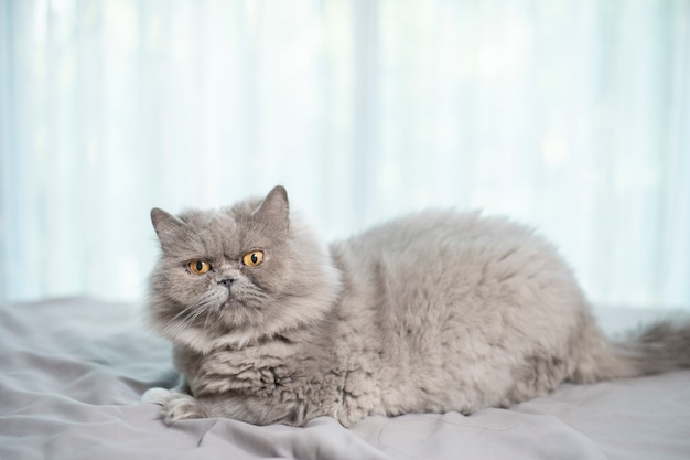 Gato bonito Scottish fold.