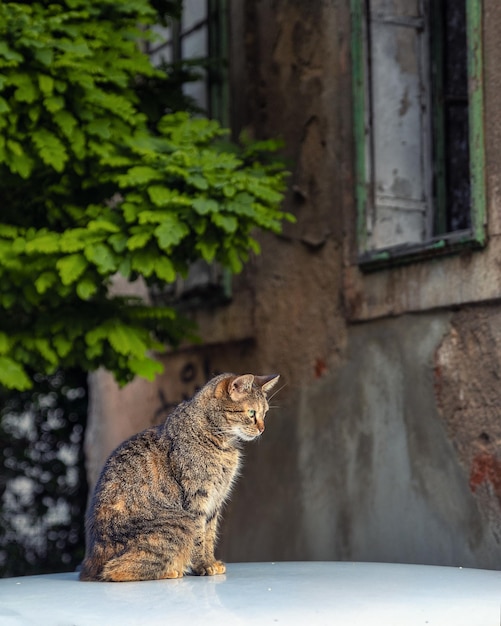 Gato bonito sentado em um carro em Mostar