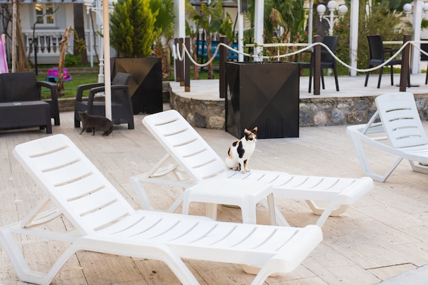 Gato bonito sentado na cadeira branca perto da piscina, ensolarado.