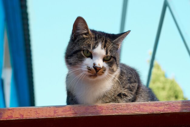 Gato bonito sentado na escada.