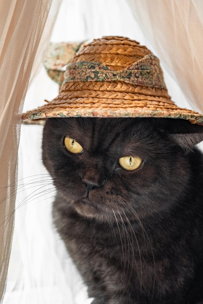 Gato bonito usando animal de estimação engraçado de chapéu de palha de verão