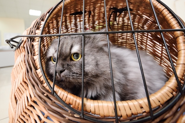 Gato bonito velho sentado em uma cesta de animais no contexto de uma clínica veterinária.