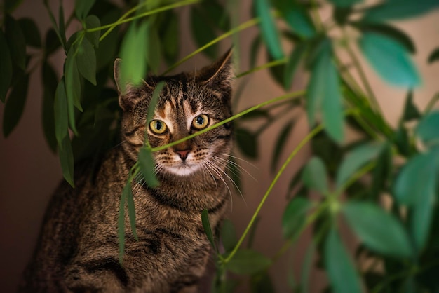 Foto gato bonito