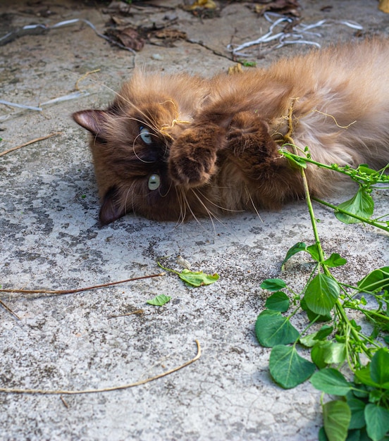 Gato borracho después de jugar al gato ortiga o Acalypha indica o hierba gatera en el suelo