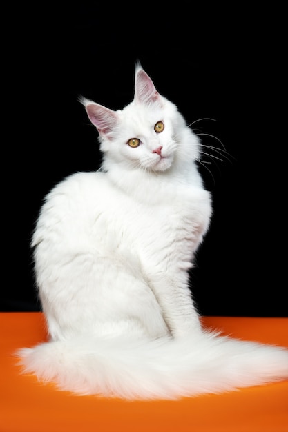 Gato del bosque americano con cola larga y esponjosa sentado sobre fondo naranja y negro mirando a la cámara