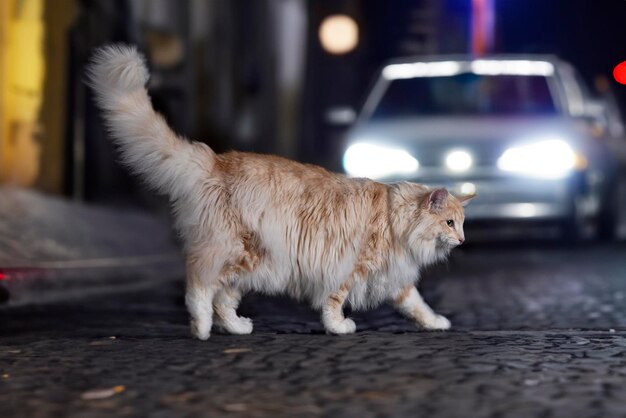 Gato del bosque de Noruega frente al fondo de la ciudad