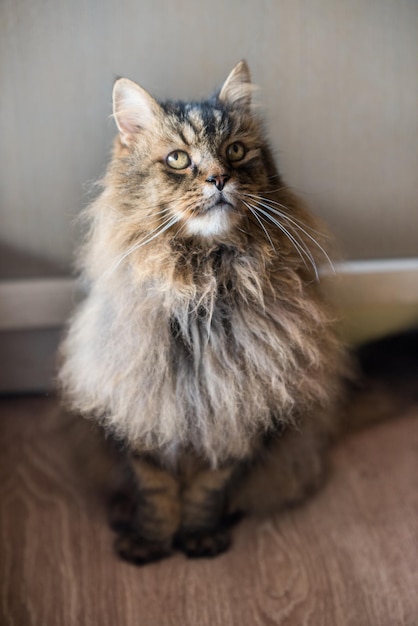 Gato del bosque noruego cerca retrato en casa