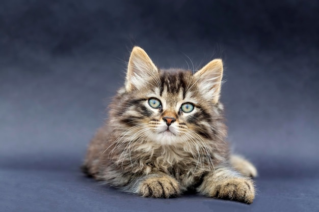 Gato del bosque noruego de pelo largo