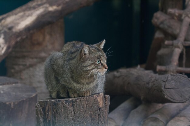 Gato del bosque sentado en un tocón de cerca