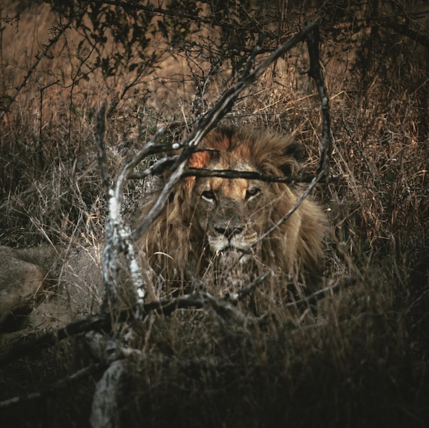 Foto gato en un bosque