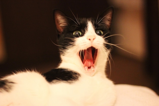 Foto gato bostezando, gato blanco y negro gritando