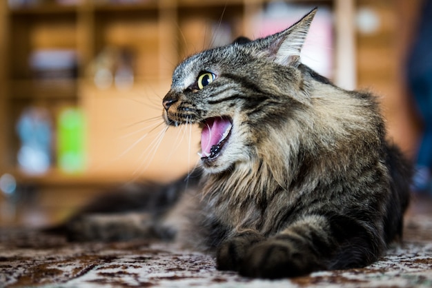 Gato bostezando en el suelo. Gato enojado.