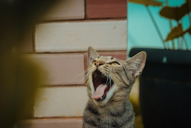 Foto el gato bostezando