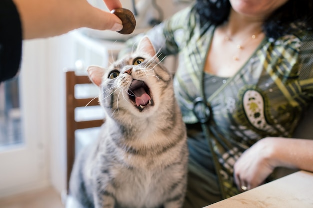 Gato bostezando