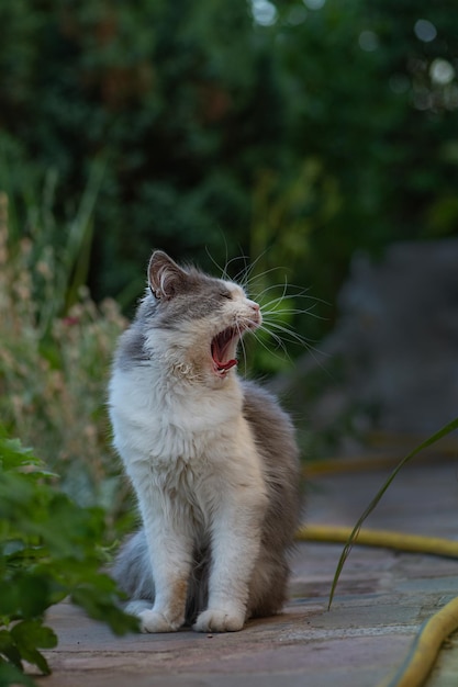 Gato con un bostezo somnoliento en el jardínGato bostezando al aire libre al atardecer