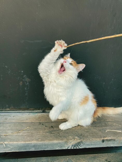 Foto gato branco a bocejar.