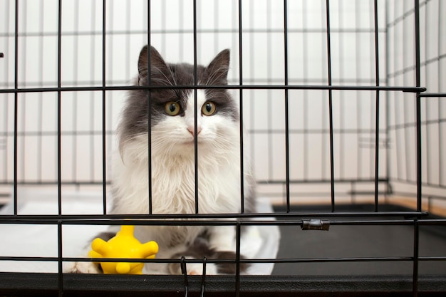 Gato branco acinzentado perdido senta-se em gaiola de metal fechada, um gato triste e doente em um abrigo com brinquedo amarelo