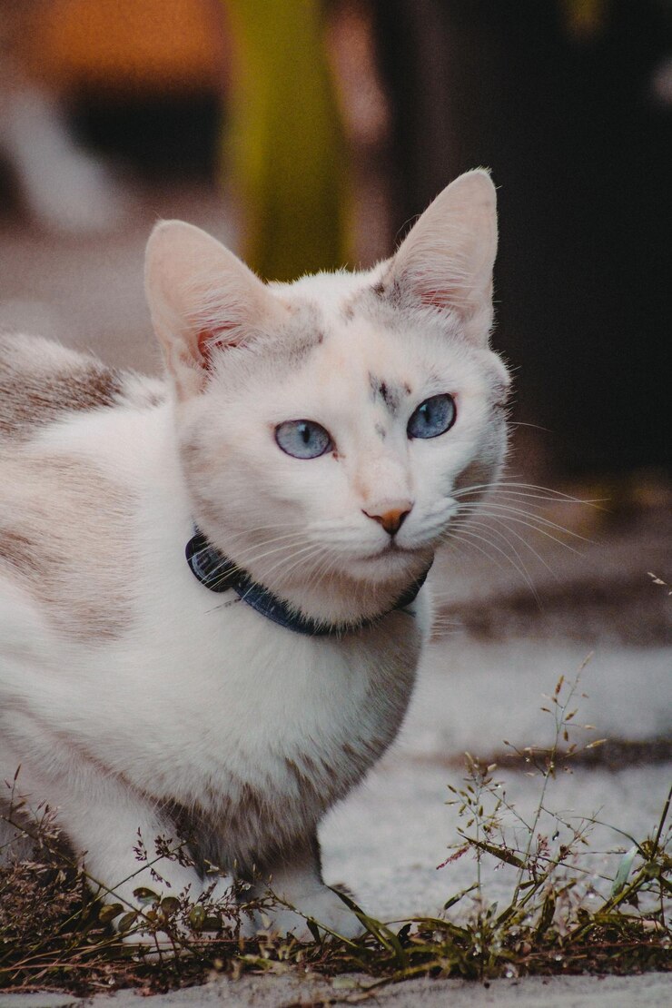 Foto gato branco agachado olhando para a câmera