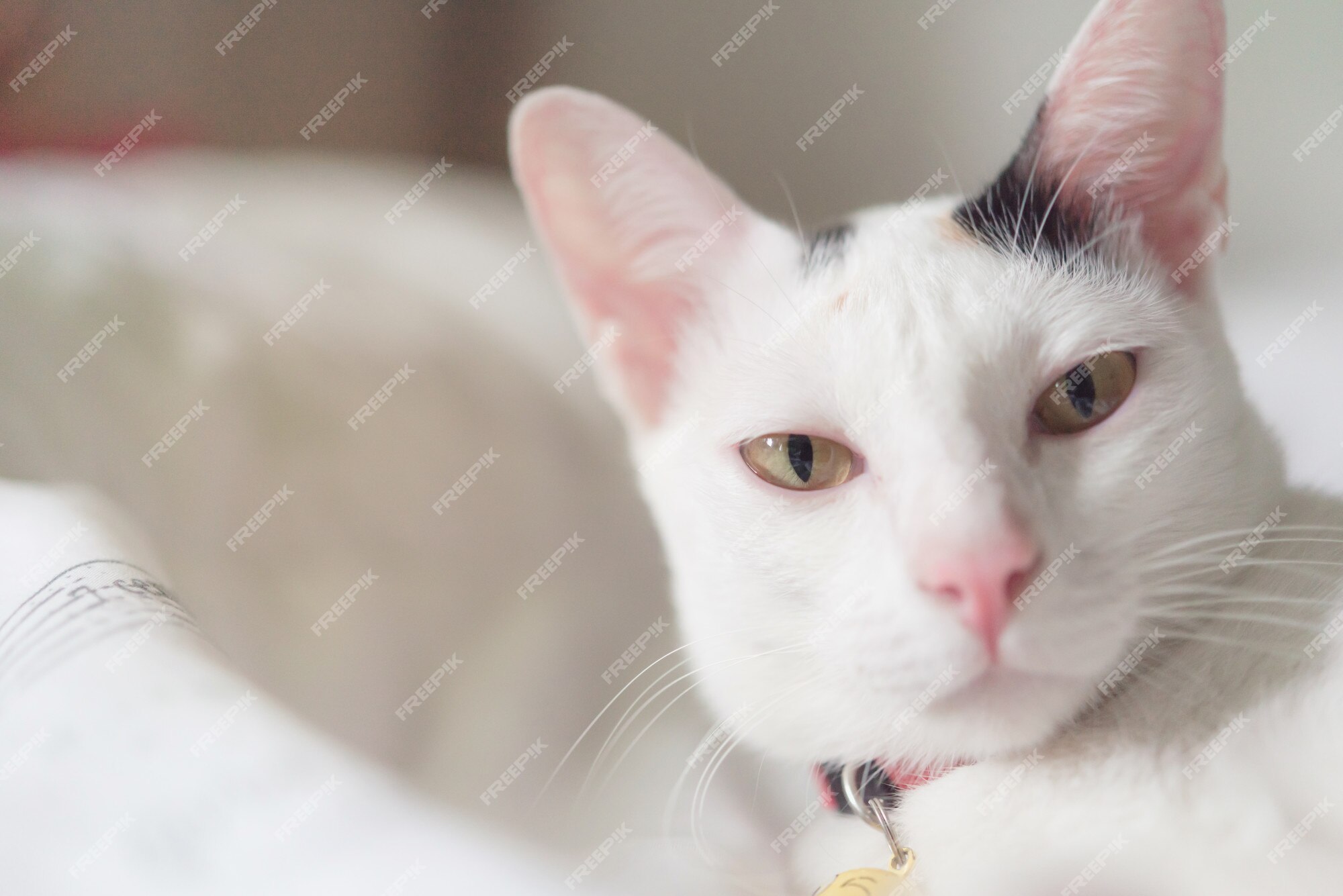 Fofinho gatinho branco com orelhas pretas está aninhado em uma cama branca  enquanto tenta dormir. gato de estimação isolado