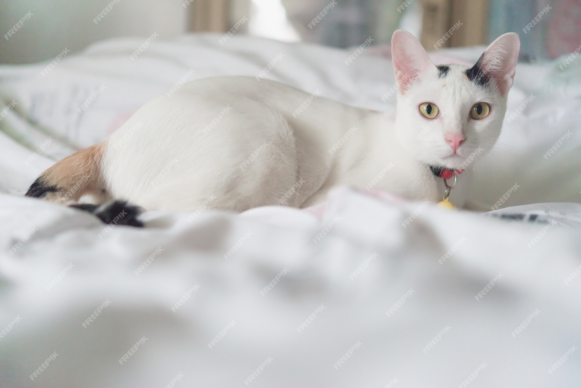 Fofinho gatinho branco com orelhas pretas está aninhado em uma cama branca  enquanto tenta dormir. gato de estimação isolado