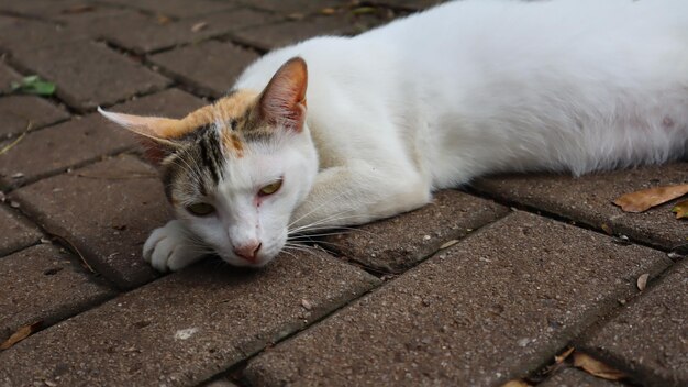 Gato branco brincando no jardim