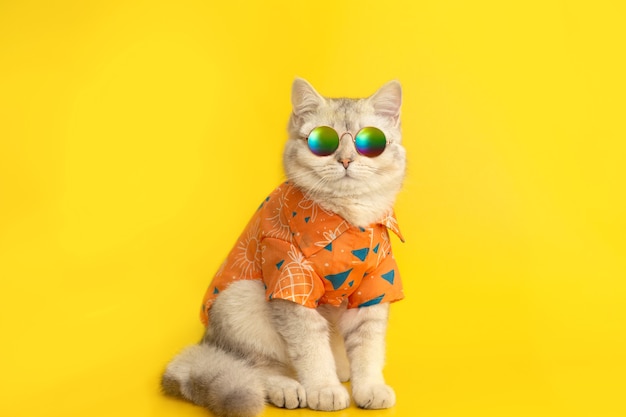 Gato branco britânico está usando óculos de sol e camisa isolada na parede amarela